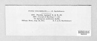 Puccinia agropyri image